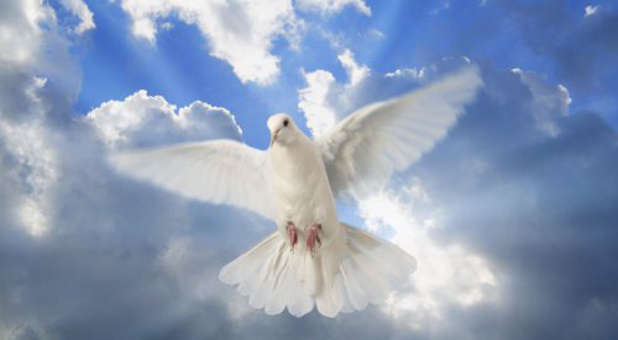 A dove in the sky